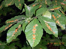 Hartigiola annulipes галлы-1